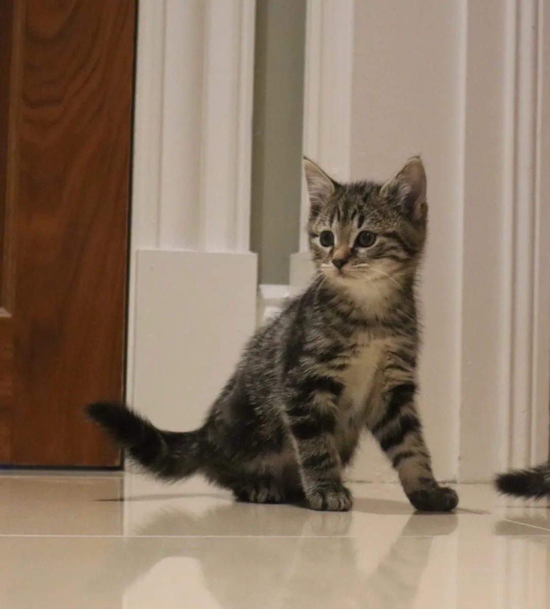 Tabby girls *can deliver* - Image 4