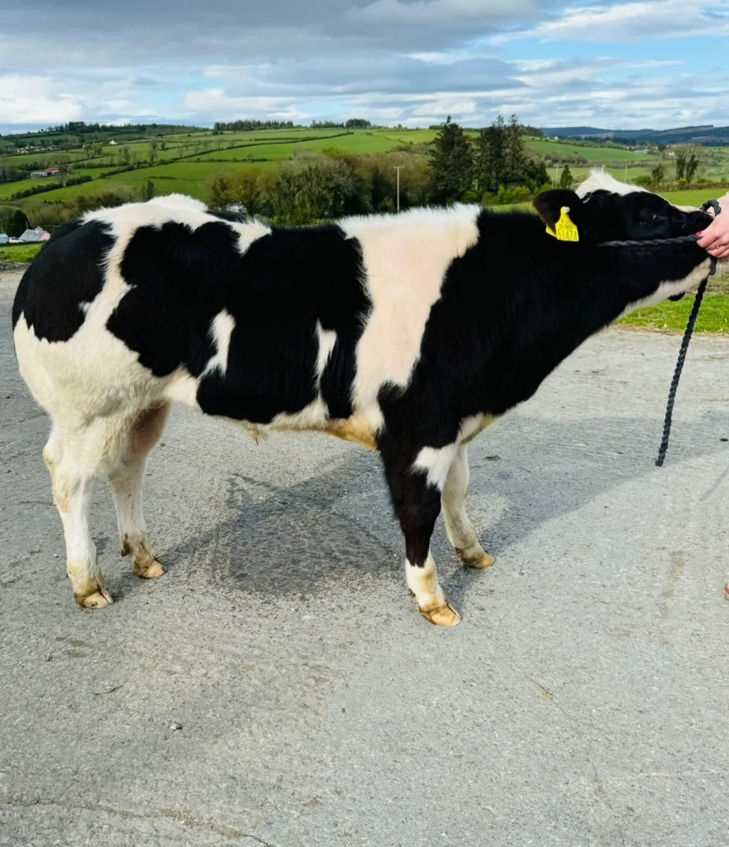 Bull Calf - Image 1