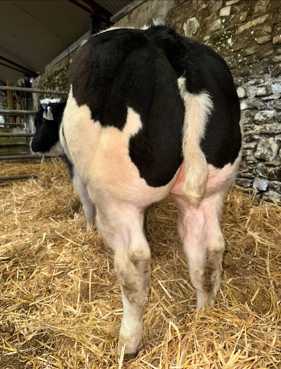 Bull Calf - Image 3