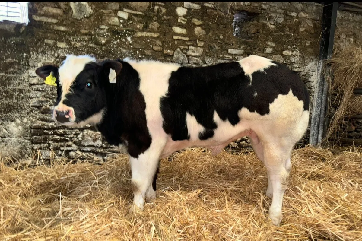 Bull Calf - Image 4