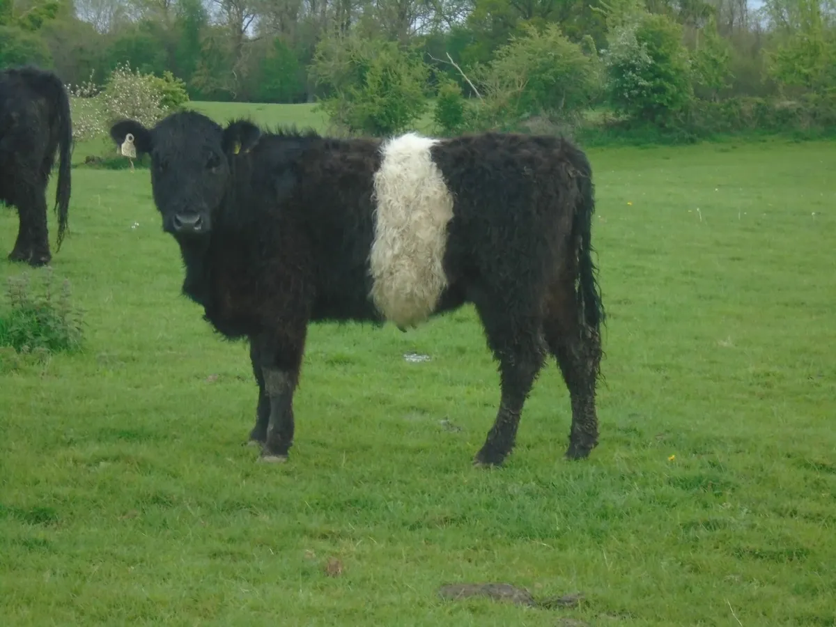 Belted Galloway Organic Heifers - Image 1