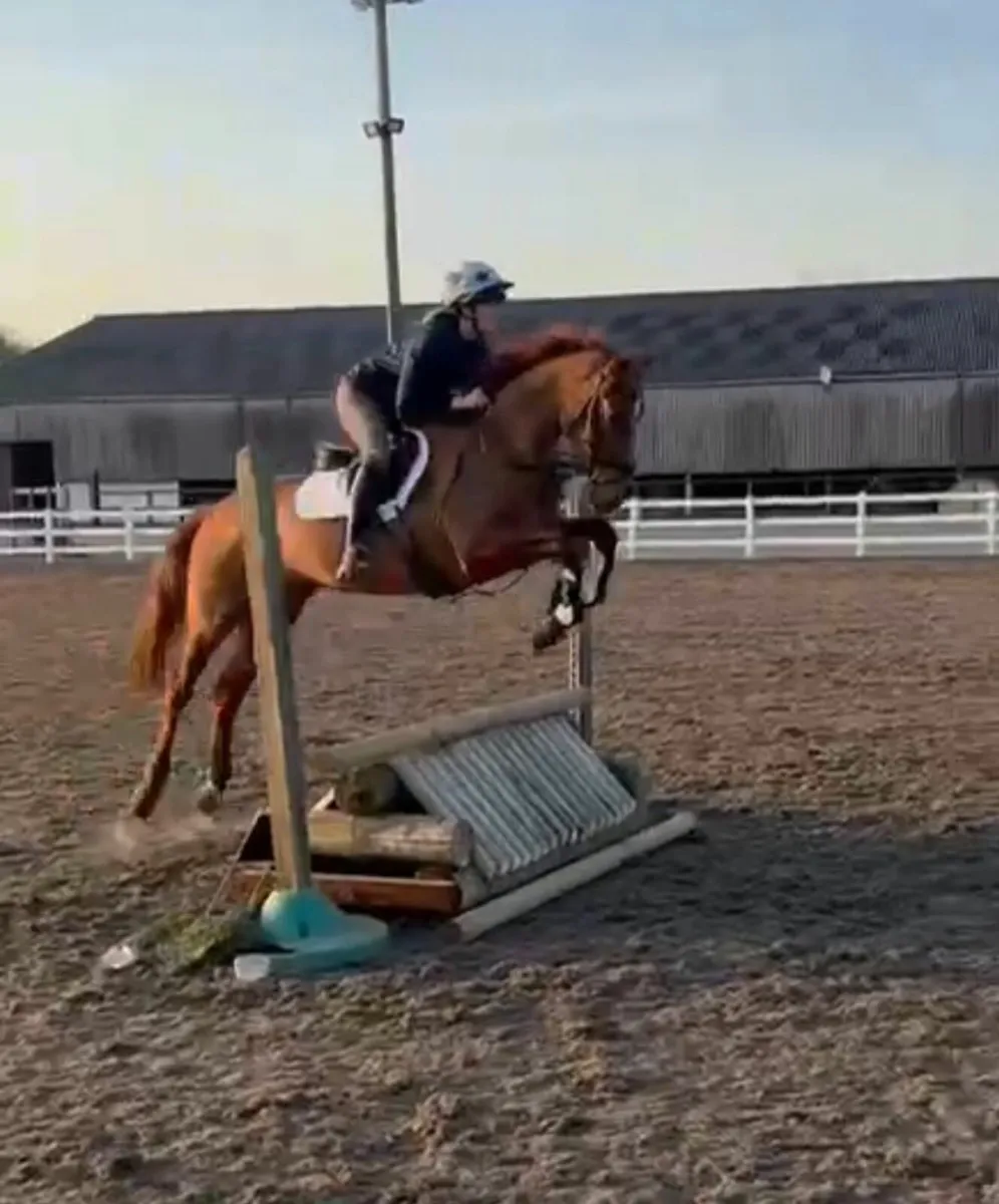 4YO Mare by Corporal VDL X Ballinvella Lad - Image 3