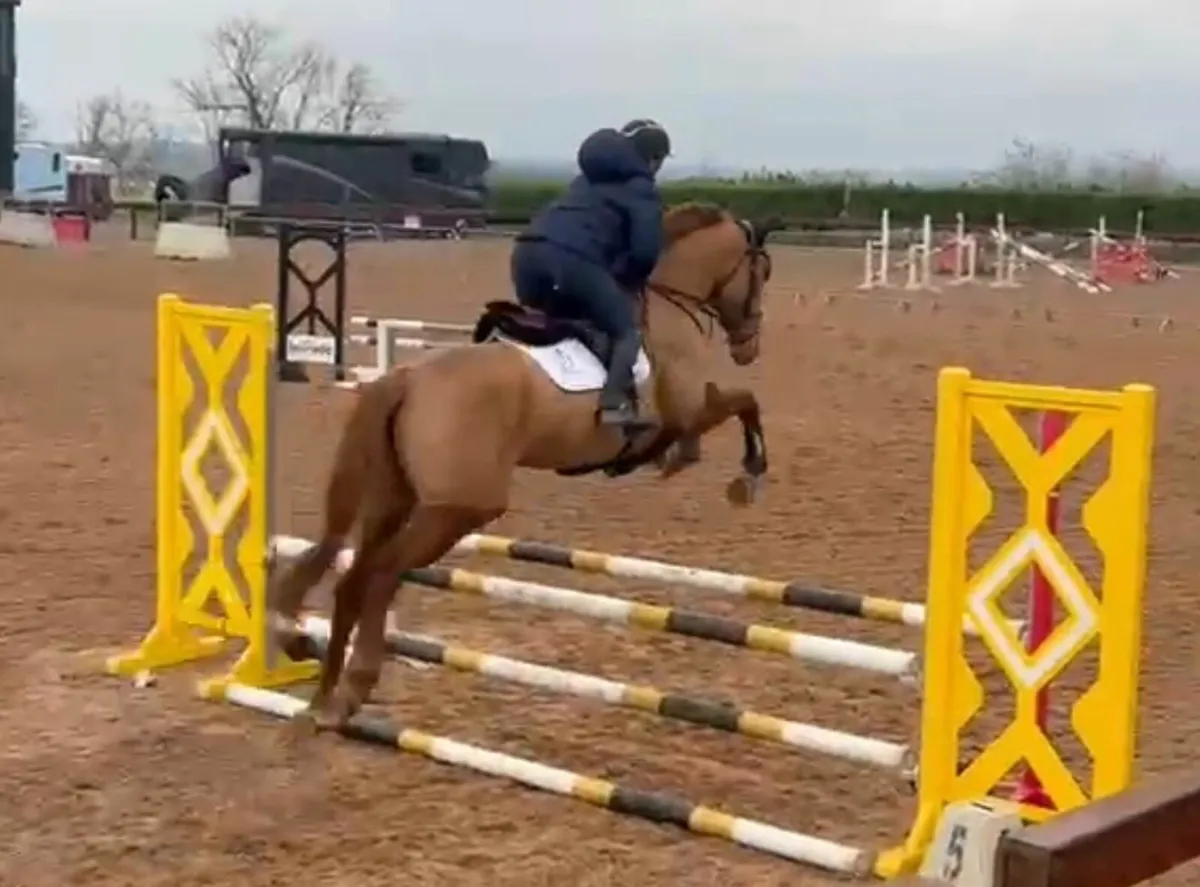 4YO Mare by Corporal VDL X Ballinvella Lad - Image 4
