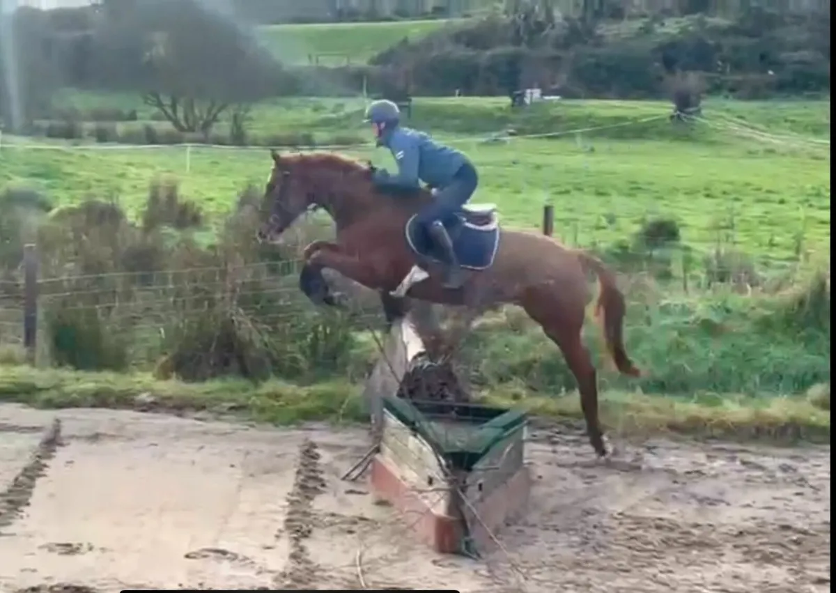 4YO Mare by Corporal VDL X Ballinvella Lad - Image 1