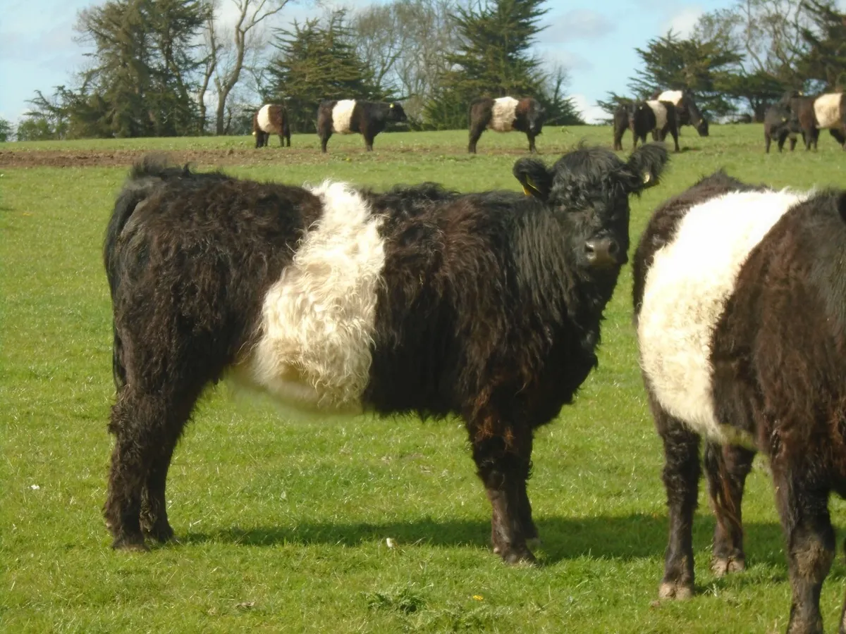 Belted Galloway Organic Heifers - Image 2