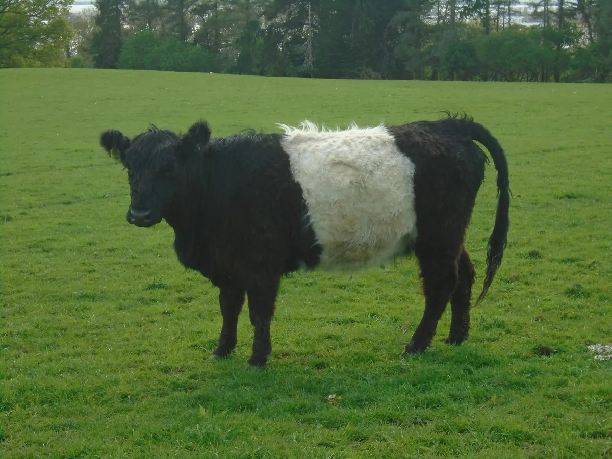 Belted Galloway Organic Heifers - Image 3