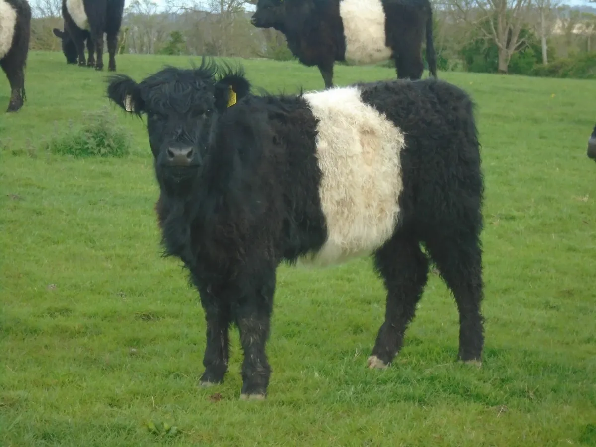 Belted Galloway Organic Heifers - Image 4
