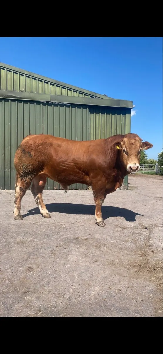 PBR limousin bull - Image 2