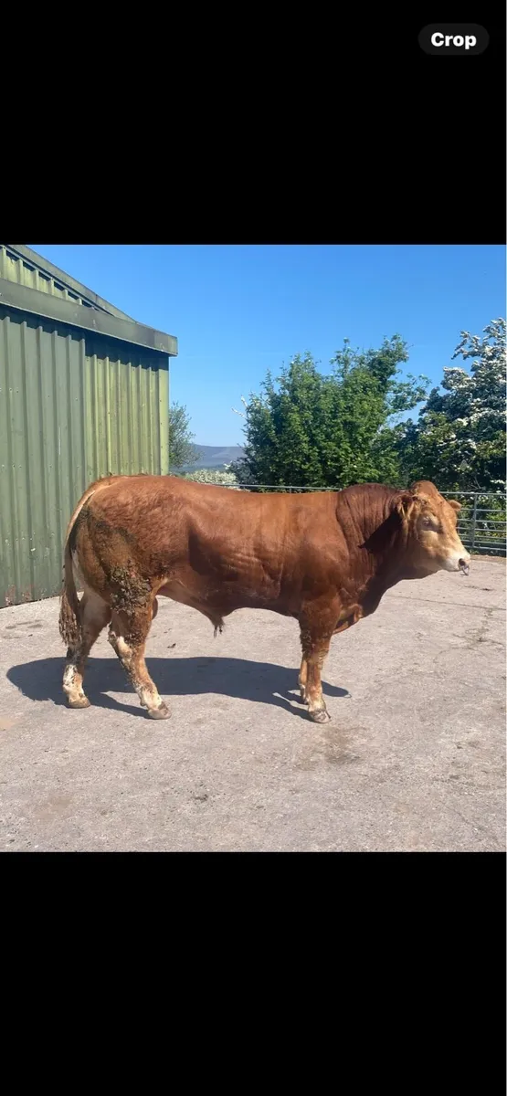 PBR limousin bull - Image 3