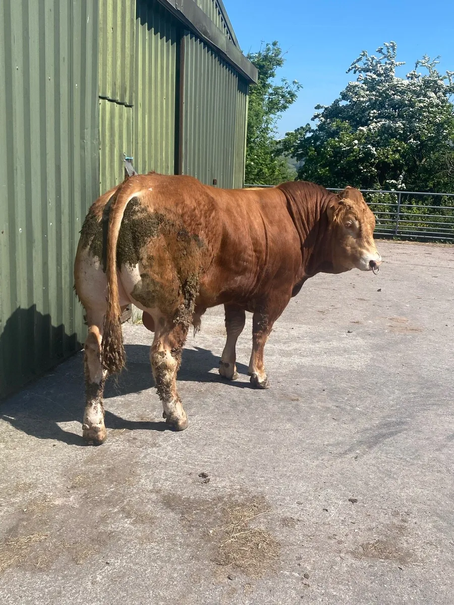 PBR limousin bull - Image 4