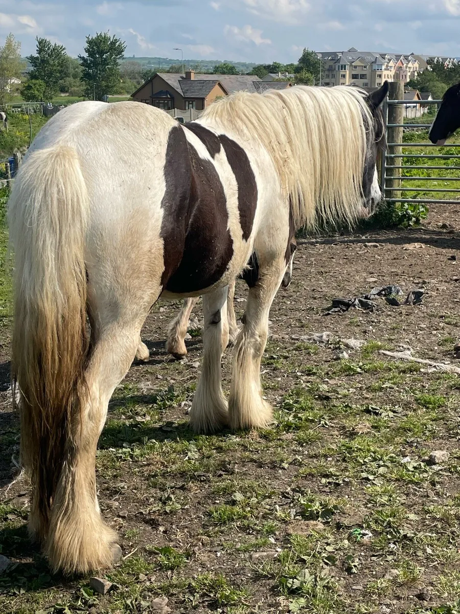 Top class filly