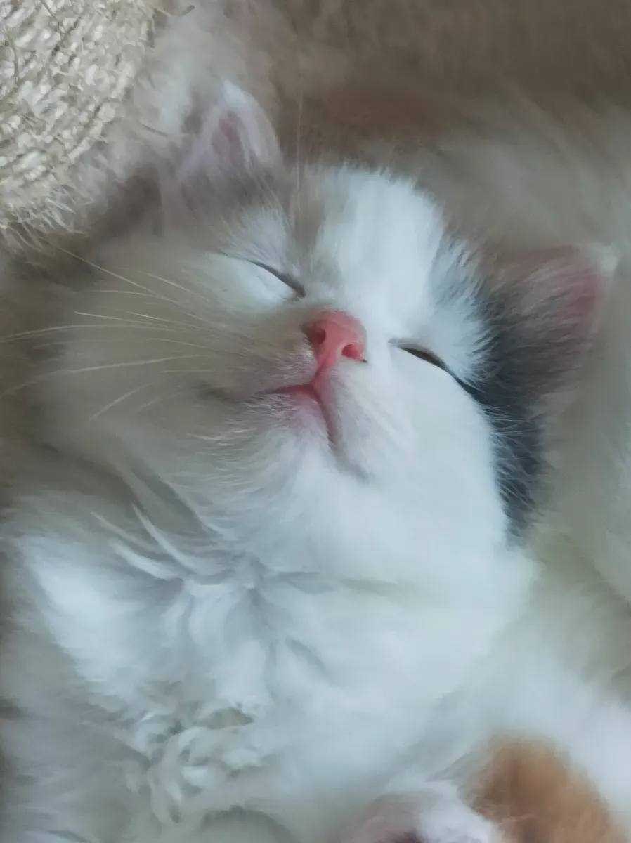 Turkish Van Kittens - Image 3