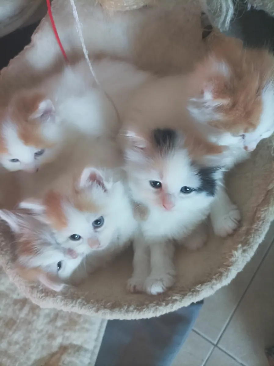 Turkish Van Kittens - Image 4