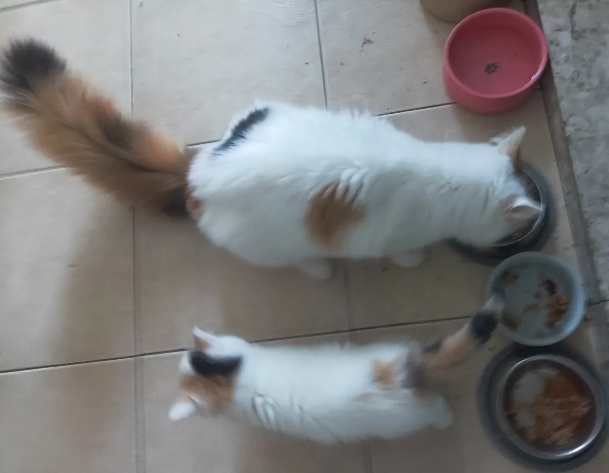 Turkish Van Kittens - Image 1