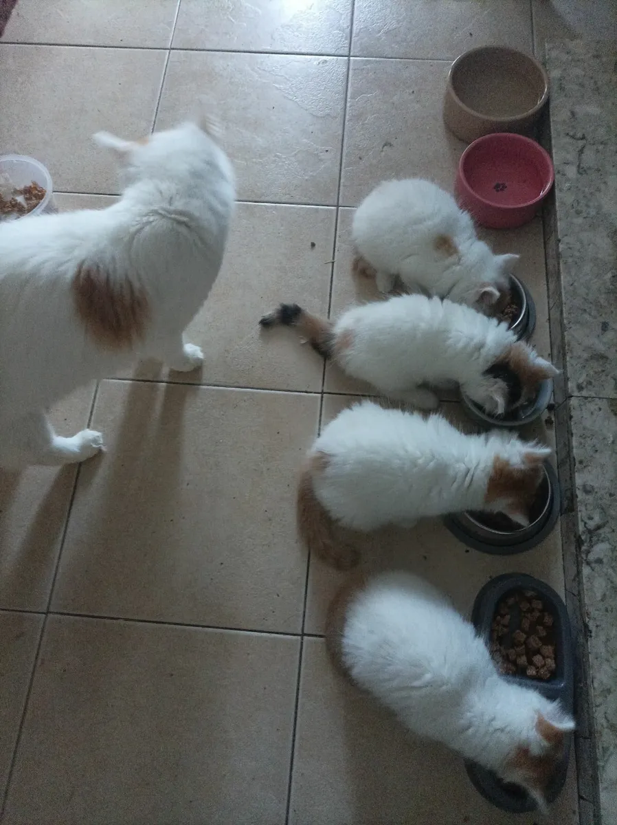 Turkish Van Kittens - Image 2