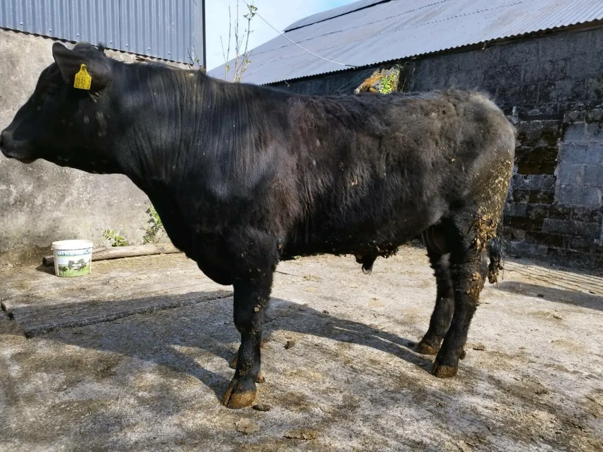 Pedigree Angus bulls - Image 1