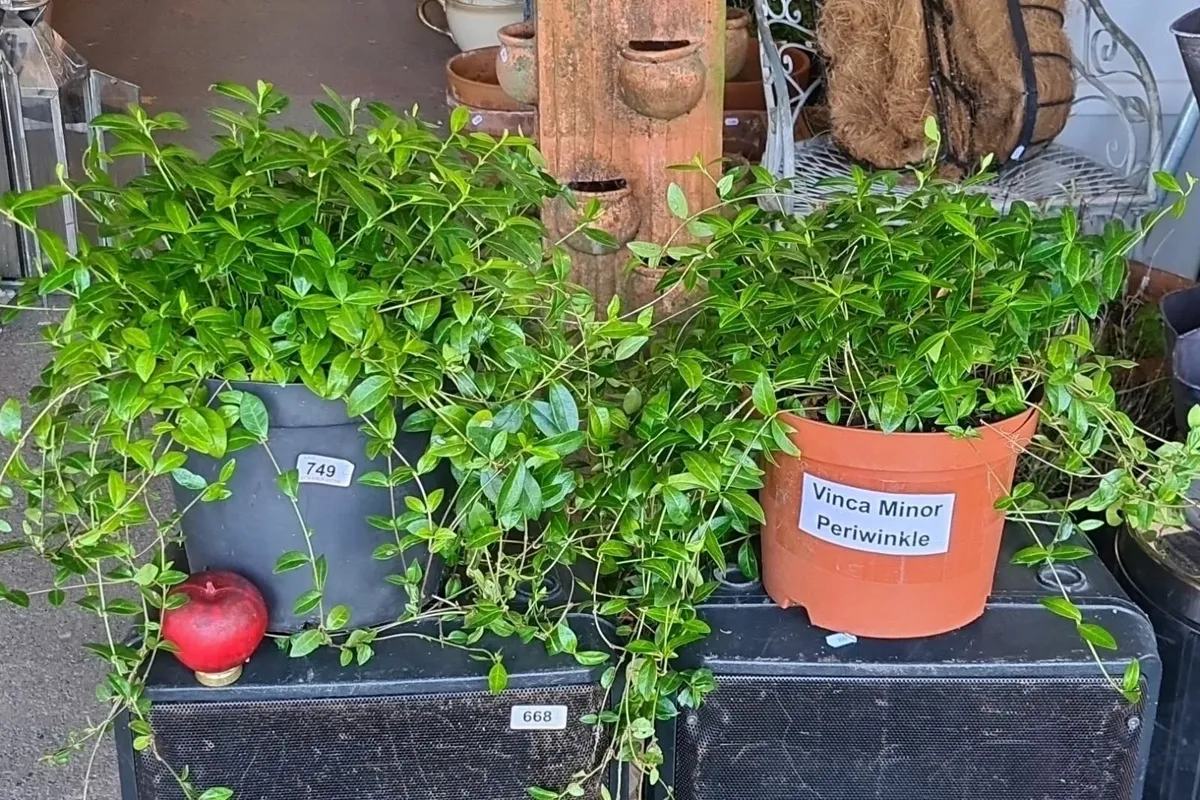 Garden, Pant Pots, Outdoor, Terracotta - Image 3
