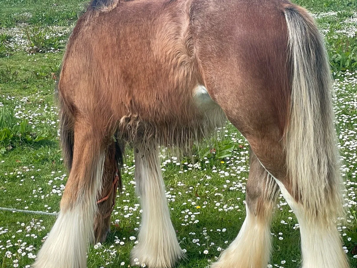 Top class filly - Image 3