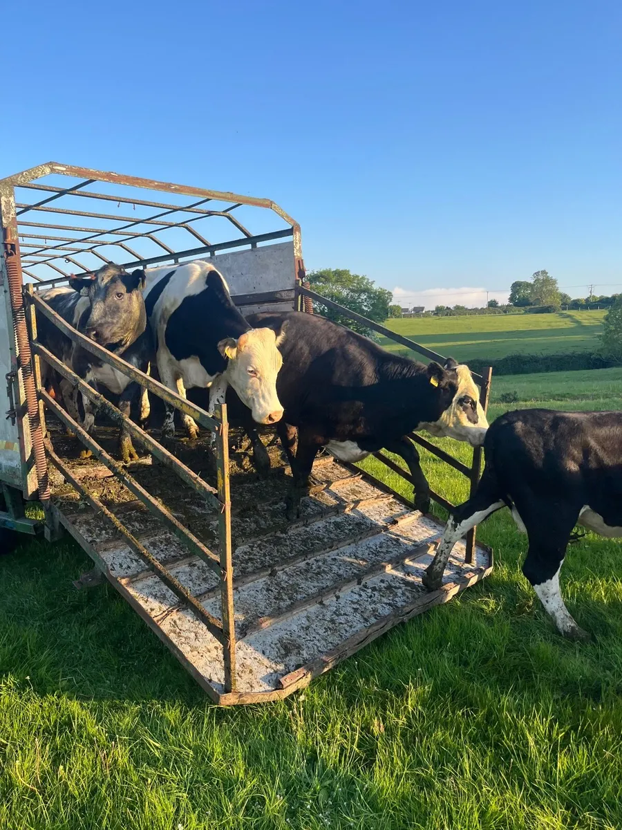 Cattle trailer - Image 1