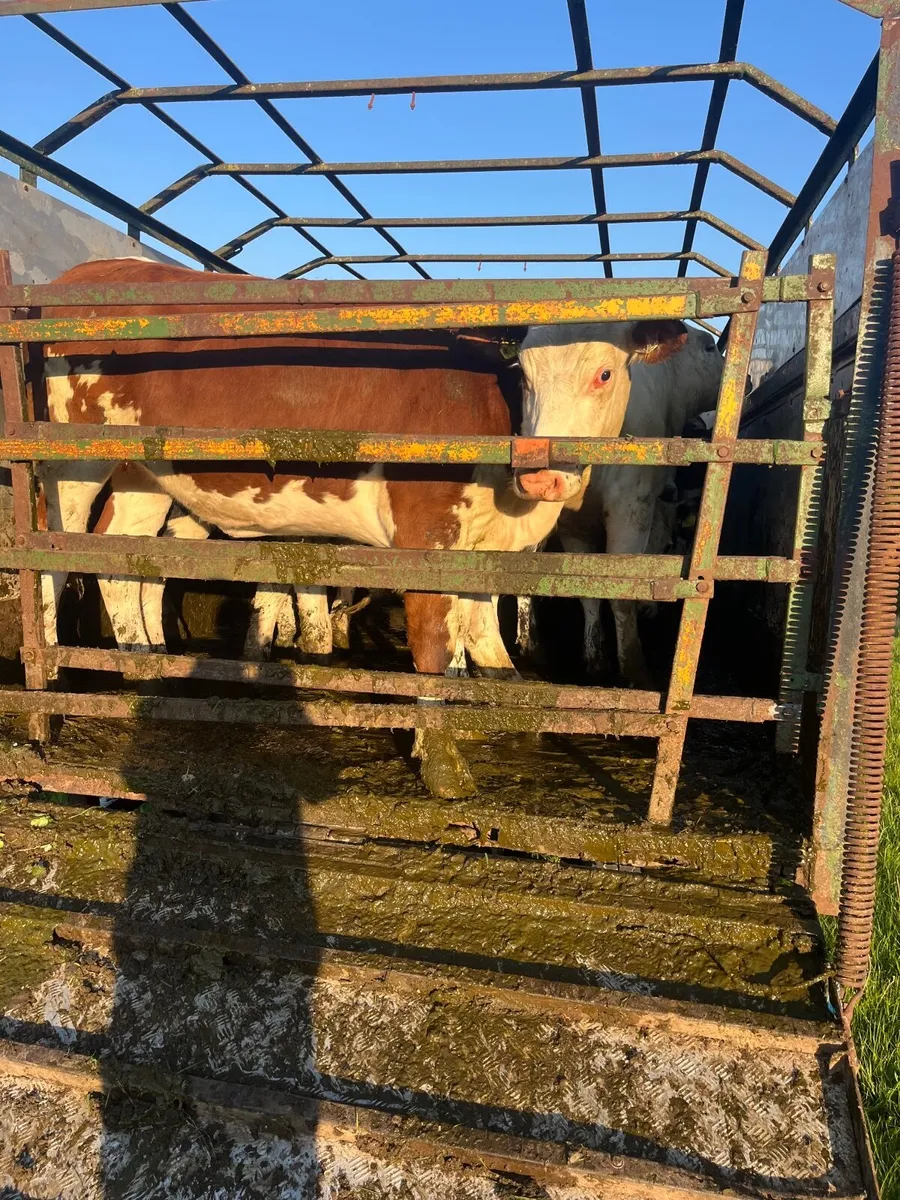 Cattle trailer - Image 4
