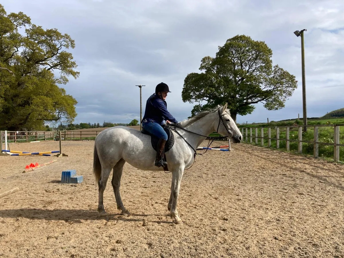 Broodmare/Leisure riding horse - Image 1