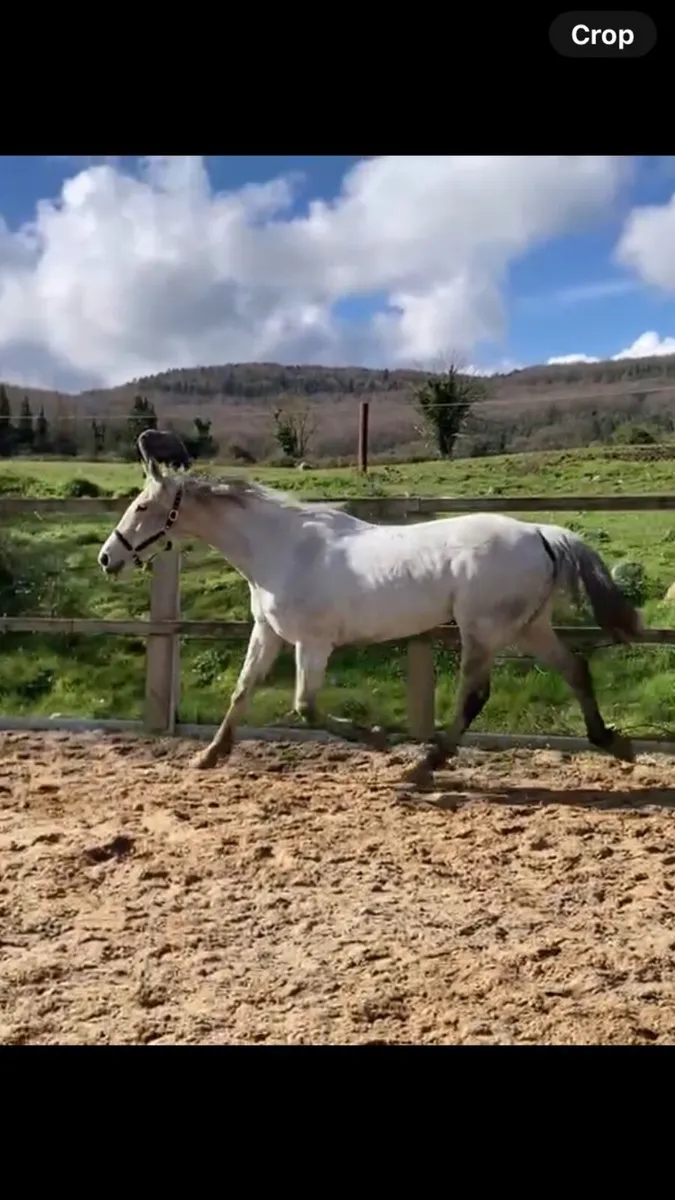 Broodmare/Leisure riding horse - Image 2