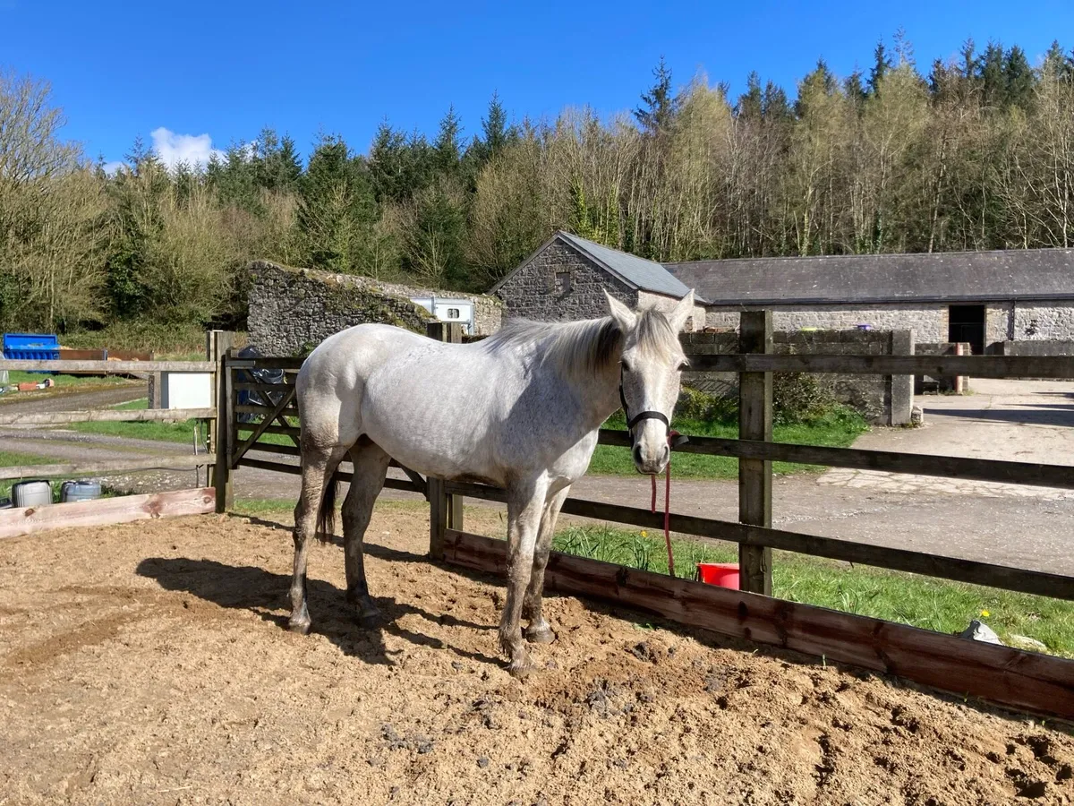 Broodmare/Leisure riding horse - Image 3