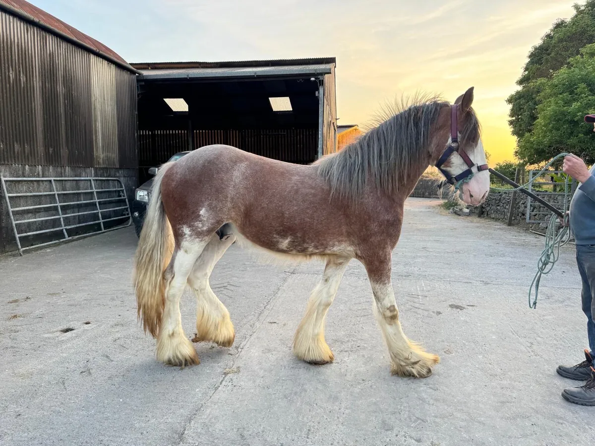 Clydesdale Colt for Sale - Image 1