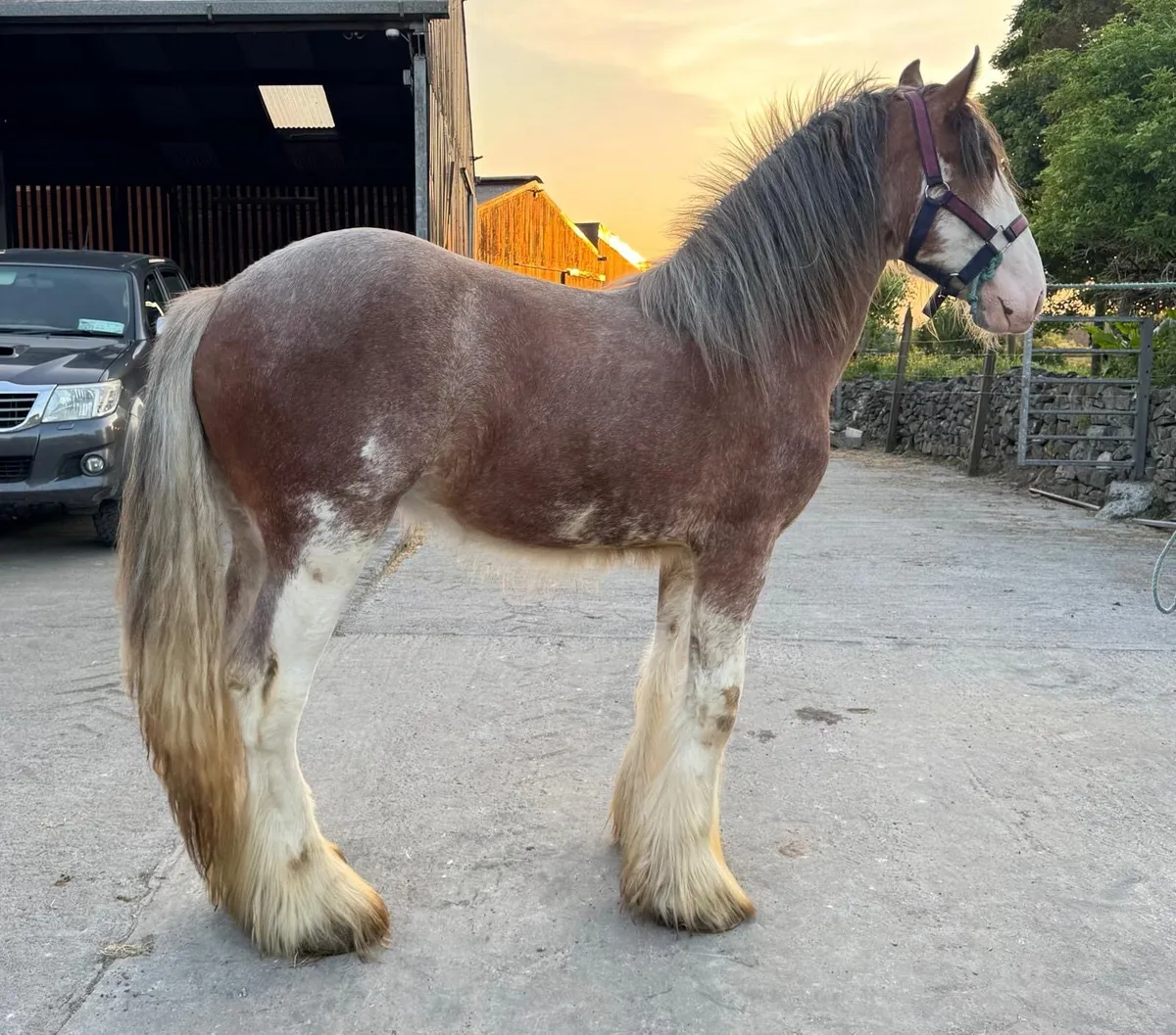 Clydesdale Colt for Sale - Image 2