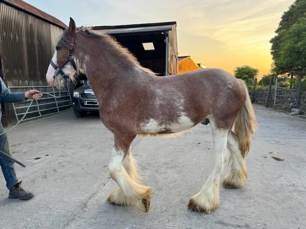 Clydesdale Colt for Sale - Image 3