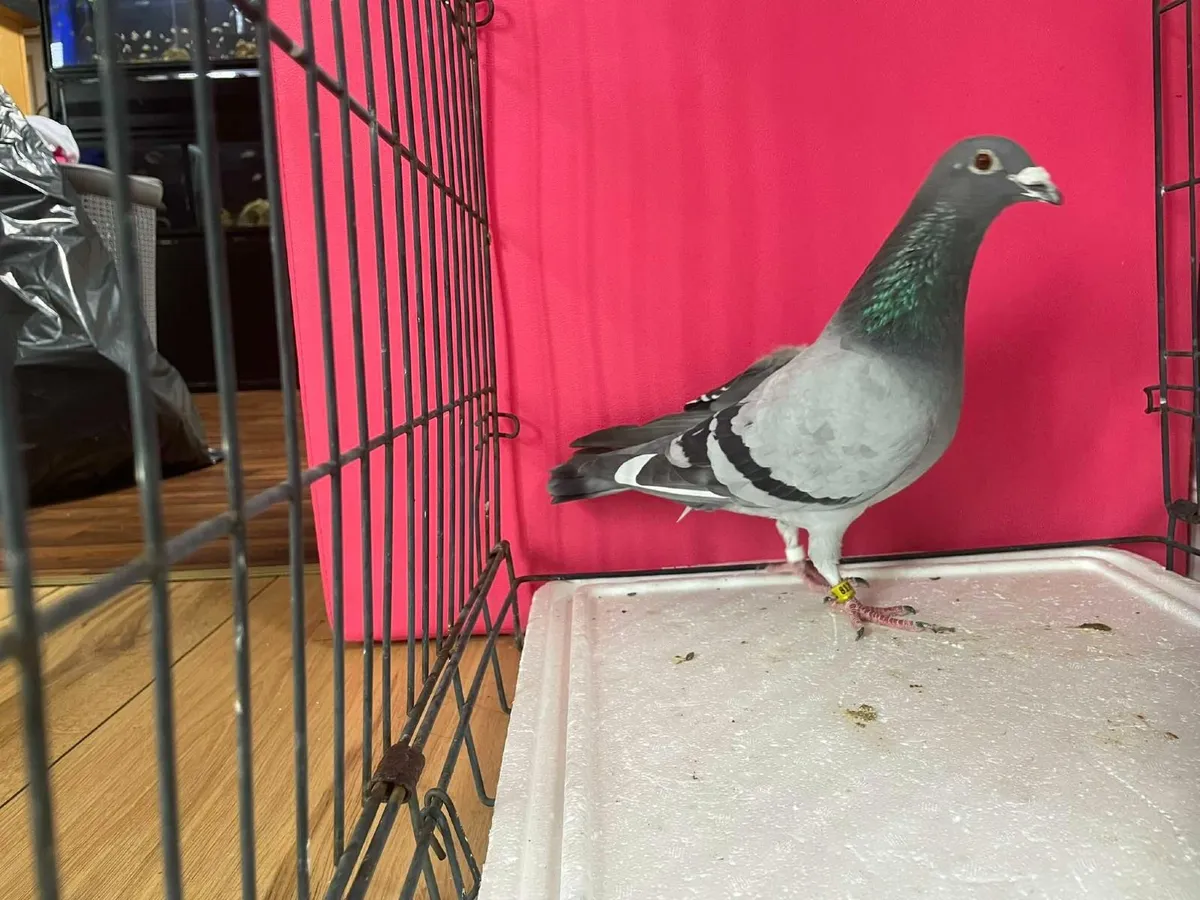Stock Racing Pigeons - Image 3