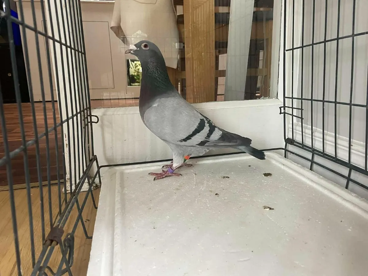 Stock Racing Pigeons - Image 1