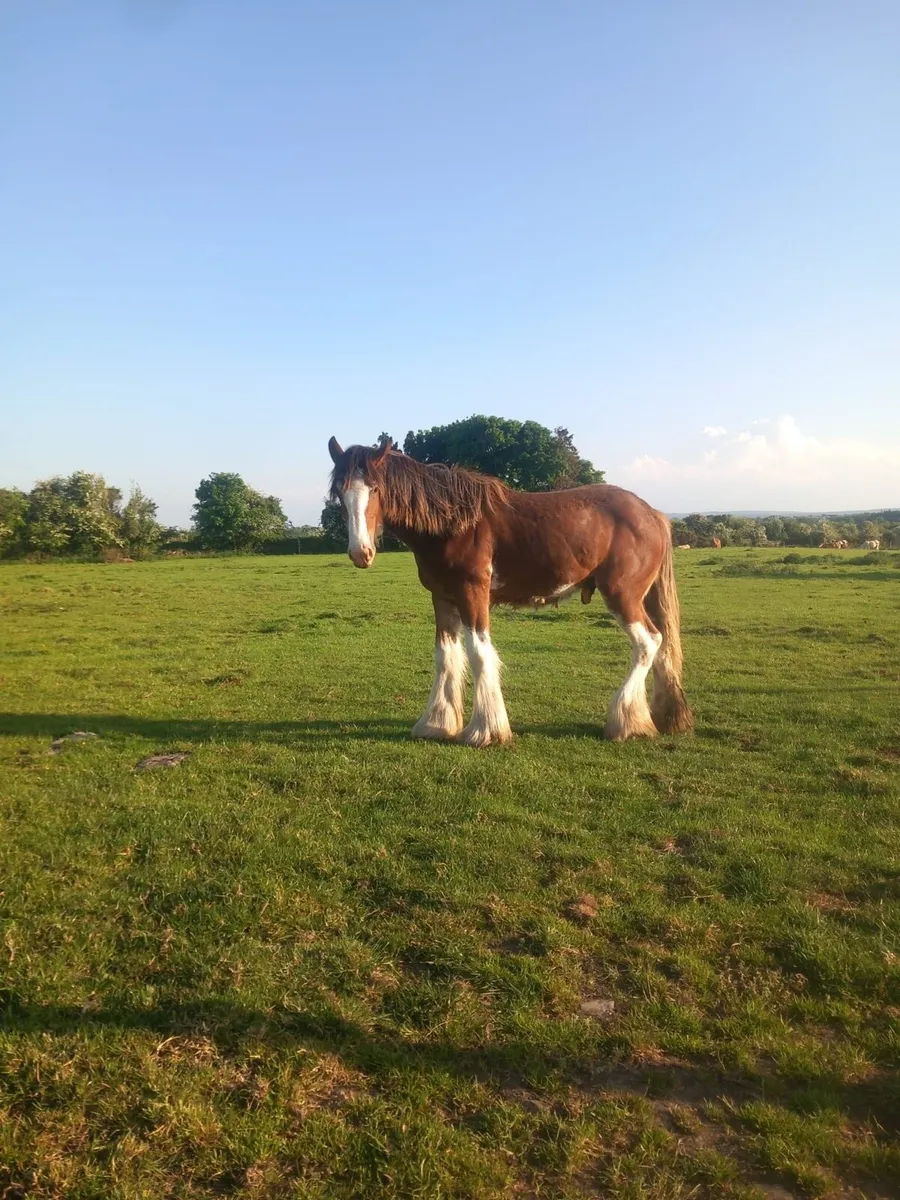 Clydesdale Colt for Sale - Image 1