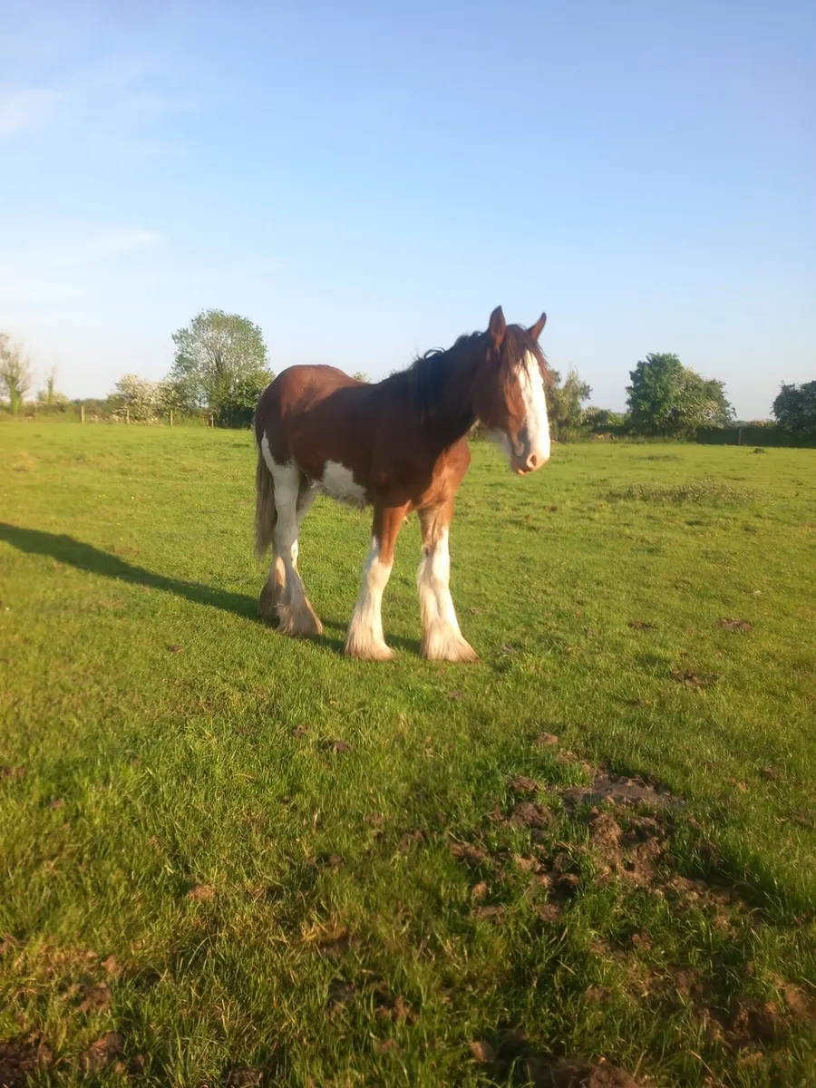 Clydesdale Colt for Sale - Image 2