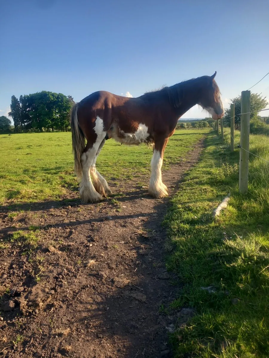 Clydesdale Colt for Sale - Image 3