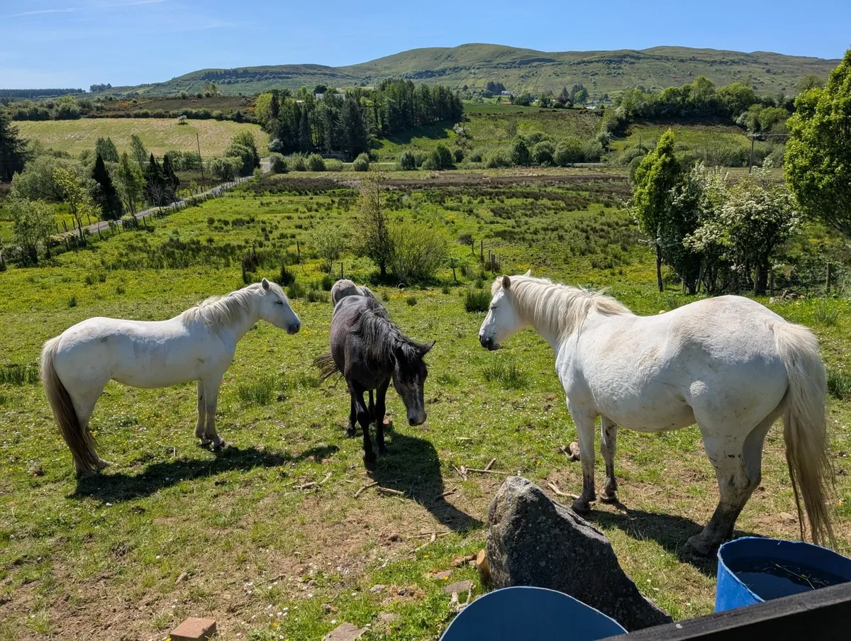 Pony - Image 1