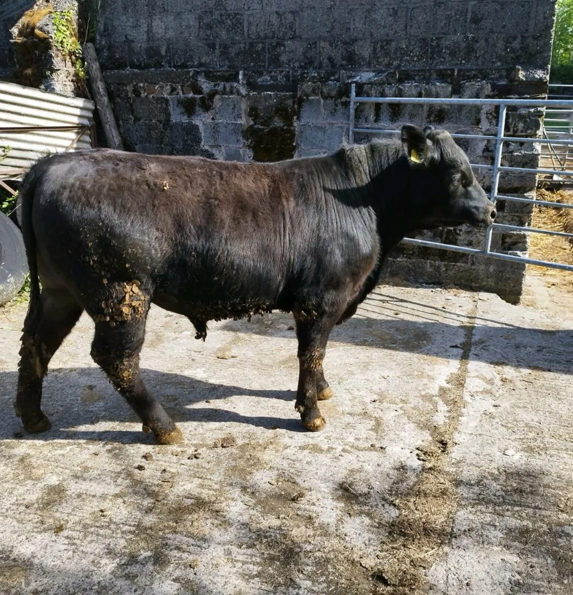 Pedigree Angus bulls - Image 4