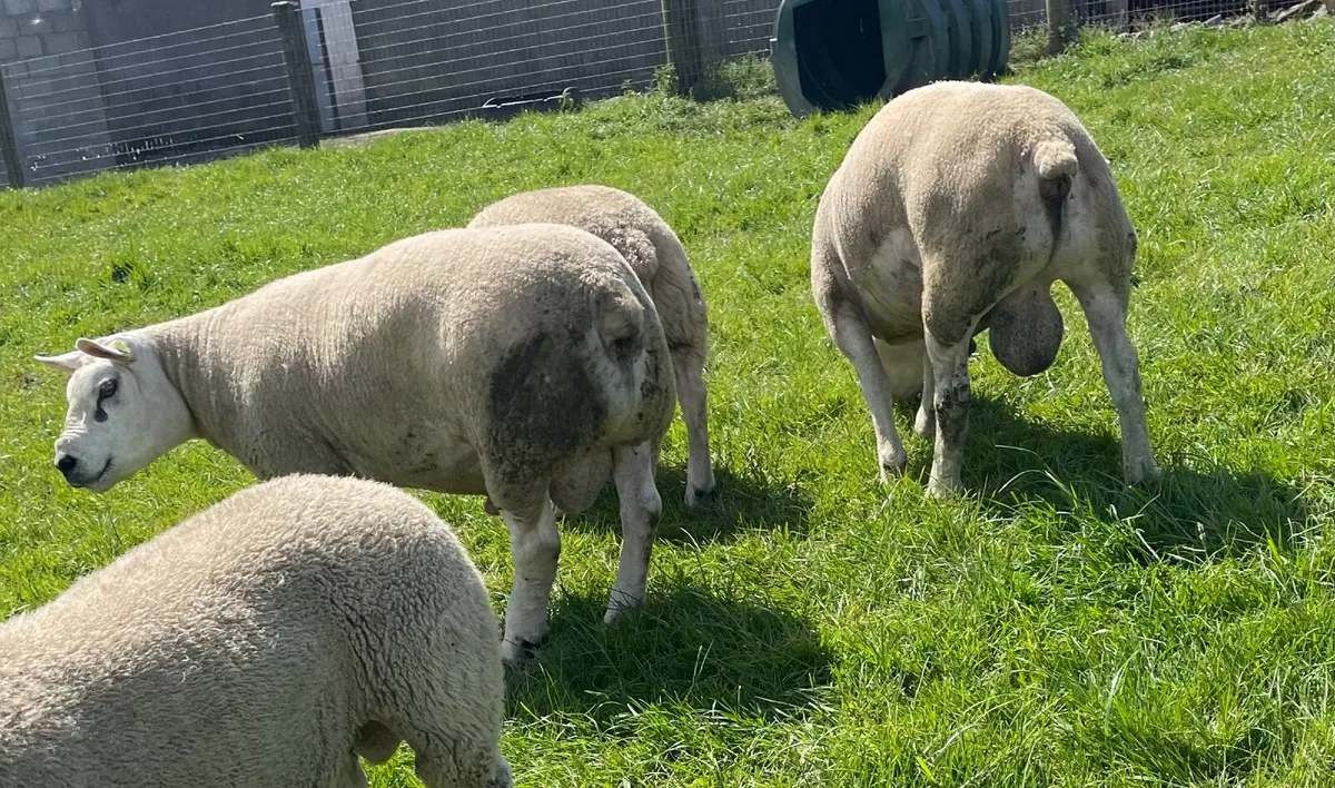 Rams - Image 2