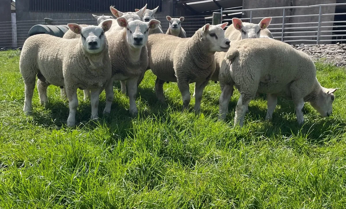 Rams - Image 1