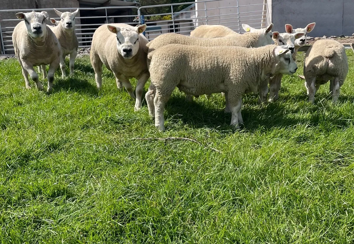 Rams - Image 4