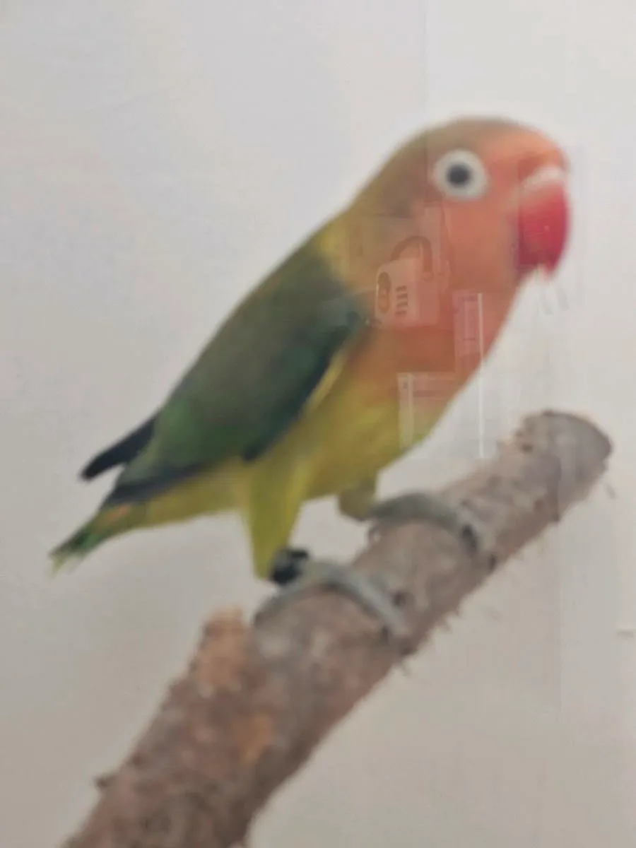 Young unsexed lovebirds - Image 2