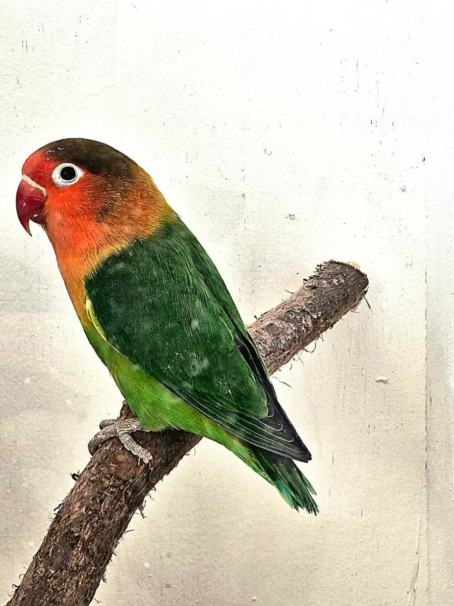 Young unsexed lovebirds - Image 4
