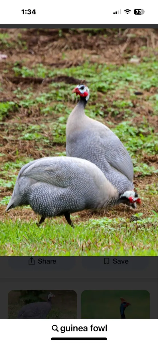 Guinea fowl