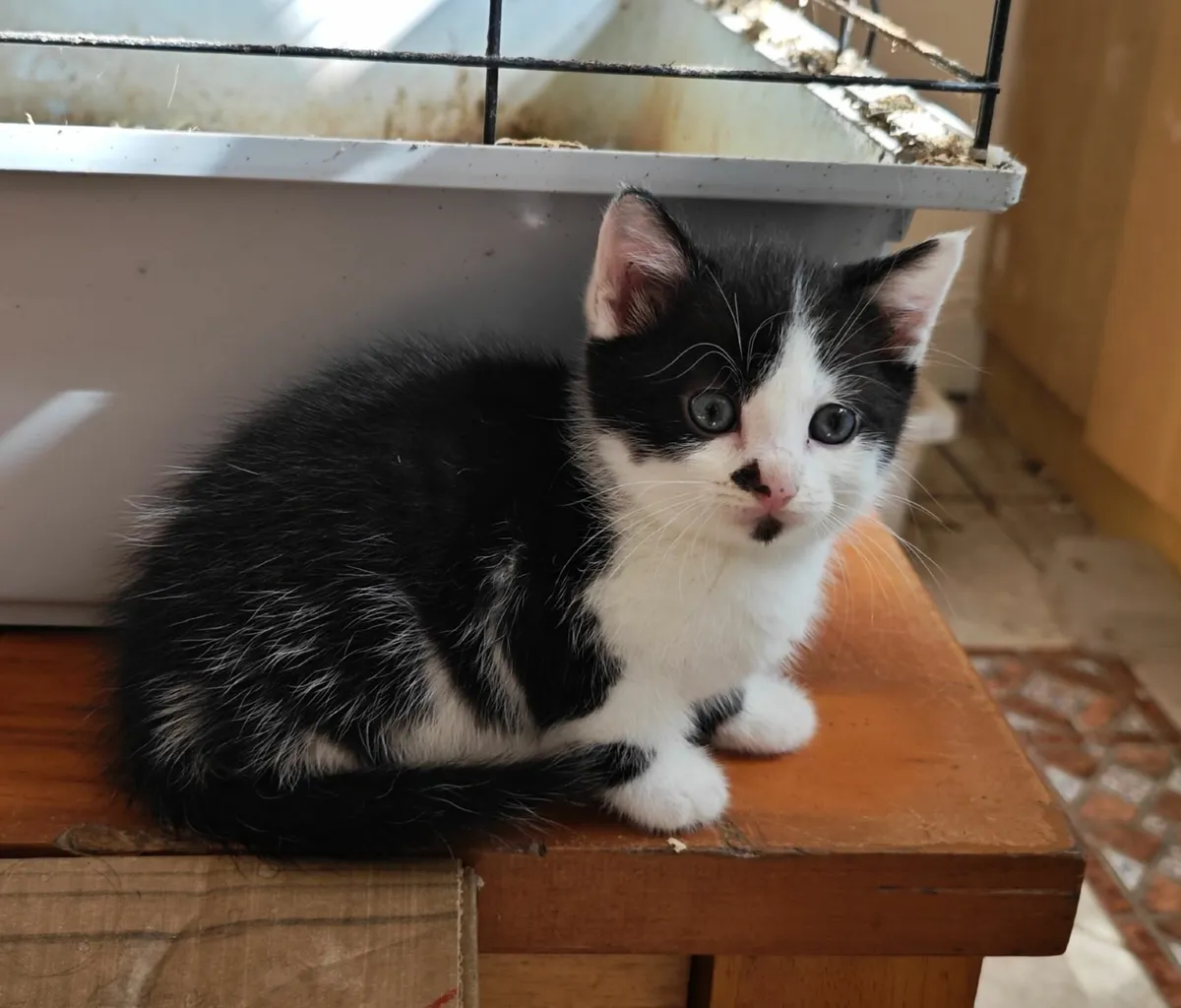 Kittens - Image 1