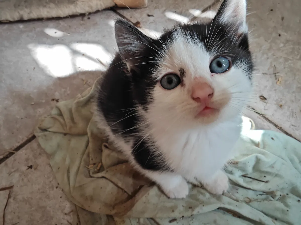 Kittens - Image 2