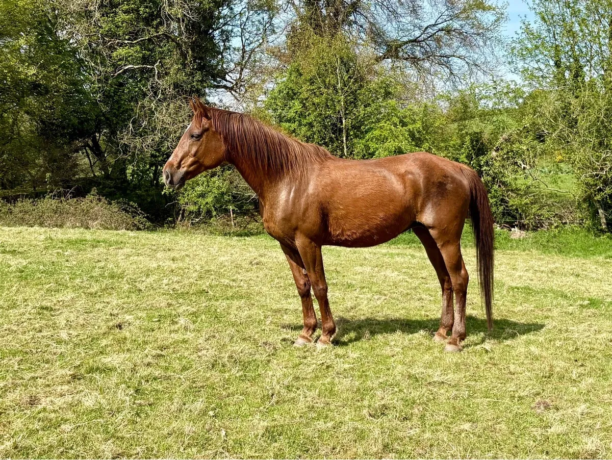 Mare - Image 1