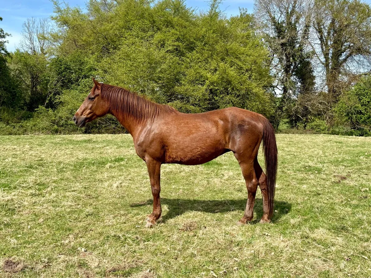 Mare - Image 4