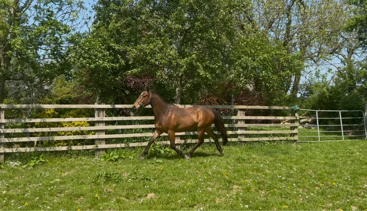 Quality gelding - Image 1