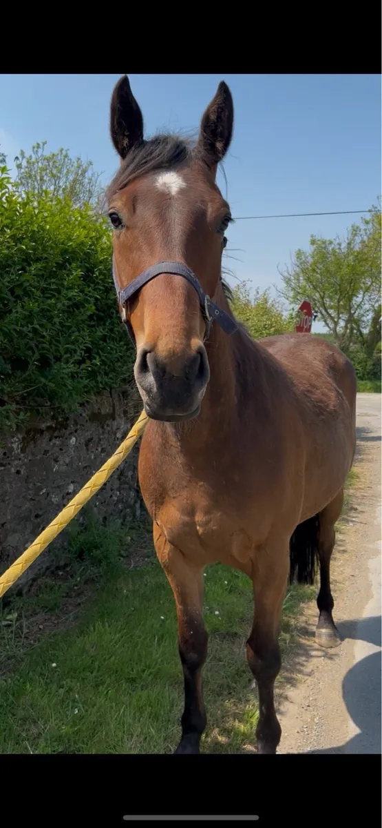 Quality gelding - Image 2
