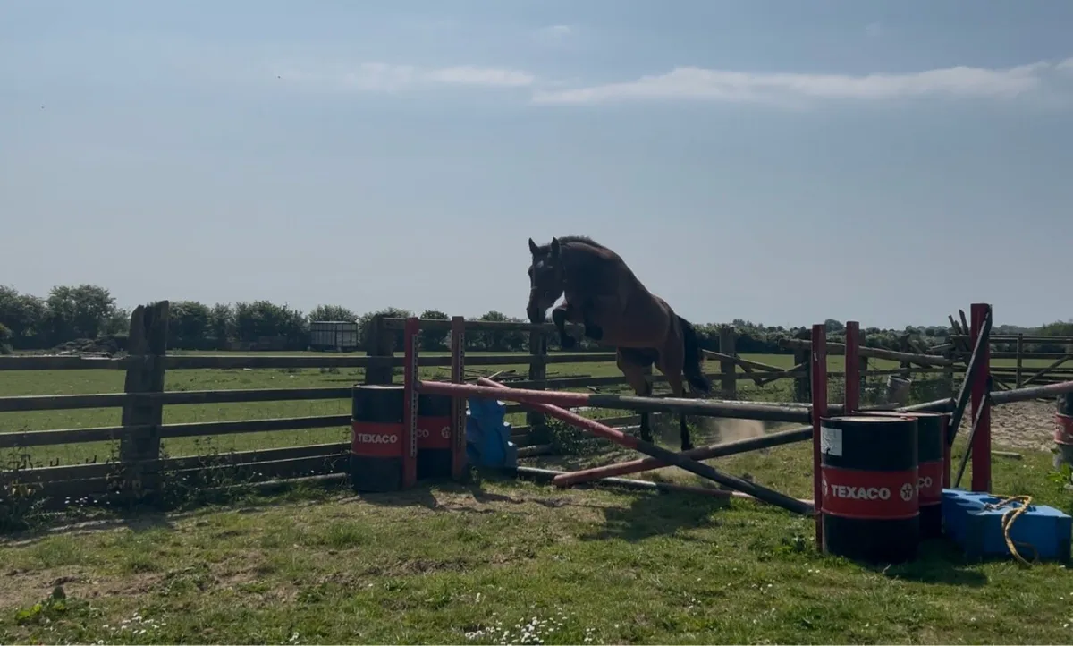 Quality gelding - Image 3